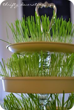 three tiered trays filled with green grass