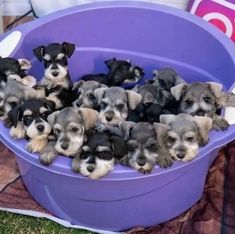 a group of puppies are in a purple tub