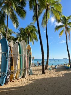 several surfboards lined up on the beach near palm trees and people in the water