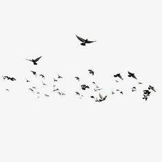 a flock of birds flying across a white sky