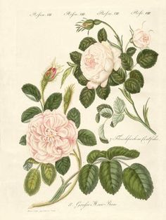 an antique print of pink roses and green leaves