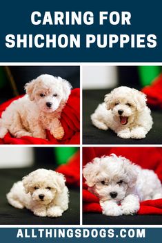 four different pictures of a white dog on a red blanket with the caption caring for shiloh puppies