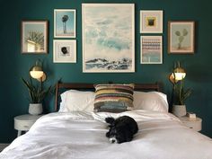 a black and white dog laying on top of a bed in a room with green walls