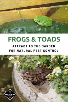 frogs and toads attract to the garden for natural pest control