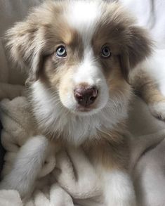 a brown and white dog laying on top of a blanket