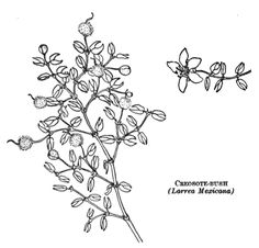 an image of a plant with leaves and flowers