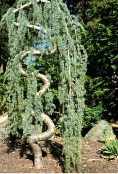 a large tree that is next to some rocks