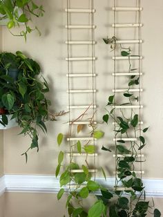 some green plants are hanging on the wall