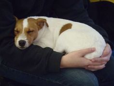 a person holding a small dog in their lap