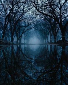 trees are reflected in the water on a foggy day with no one around them