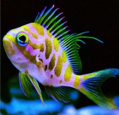 a yellow and black fish swimming in an aquarium with blue water behind it's head