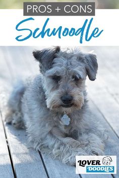 a small dog sitting on top of a wooden floor next to the words schnoodle