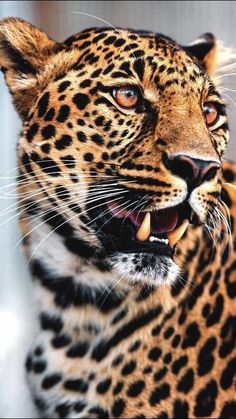 a close up of a leopard with it's mouth open