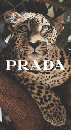 a leopard sitting on top of a tree branch with the words prada above it