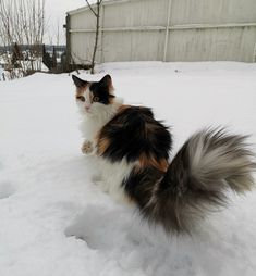 a black, white and brown cat standing in the snow