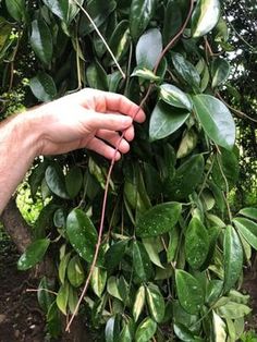 a hand reaching for leaves on a bush