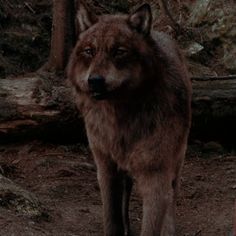 a wolf standing in the middle of a forest