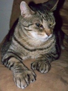 a cat sitting on top of a brown couch