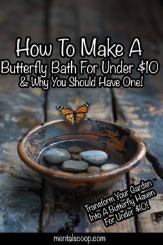 a bowl with rocks in it and the words how to make a butterfly bath for under $ 10 & why you should have one