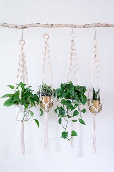 three hanging planters with plants in them on a white wall behind a roped up branch