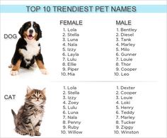 the top ten pet names for dogs and cats