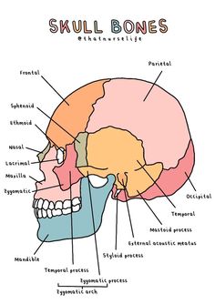 the skull bones are labeled in several different colors and sizes, including red, yellow, blue