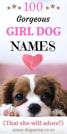 a brown and white dog laying on top of a bed next to a pink pillow