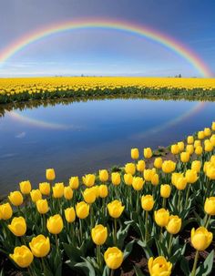 a rainbow is in the sky over a field of yellow tulips and water