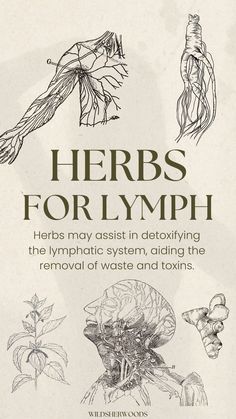 herbs for lymph helps may assist in detoxing the hypphatic system, hiding the removal of waste and towns