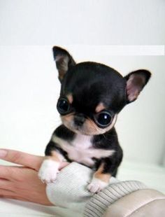 a small black and brown dog sitting on top of a persons hand with the caption can i get a hug?