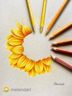 pencils arranged in the shape of a sunflower