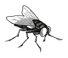 a black and white drawing of a fly