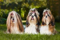 three brown and white dogs sitting in the grass