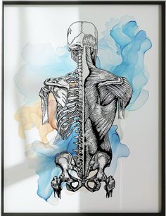 a drawing of a human skeleton in front of a blue and white background with watercolor stains