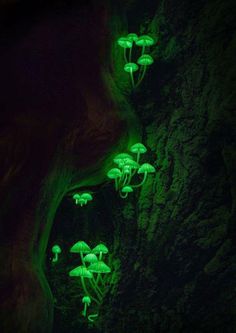 glowing mushrooms growing on the side of a rock wall in a cave, with green lighting