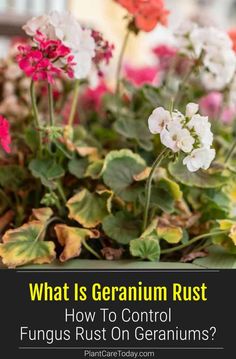 geranium plants with text overlay that says, what is geranium rust? how to control funguss on geraniums?