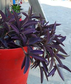 a red pot filled with purple plants on top of a sidewalk