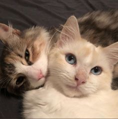 two cats laying next to each other on top of a black surface with one cat looking at the camera