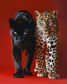 two black and brown leopards standing next to each other on a red background with one looking at the camera