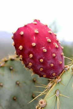 a red cactus with lots of tiny brown dots on it's body and back end