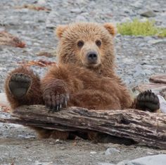 a brown bear sitting on top of a log