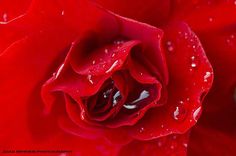 a red rose with water droplets on it