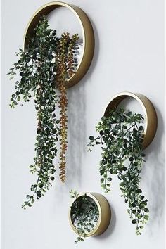 two circular wall mounted planters with green plants hanging from the top and below them