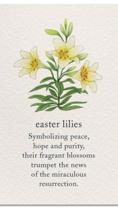 a white card with yellow flowers on it and the words easter lilies symbolizing peace, hope and purify