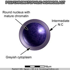 an image of the structure of a polychroma cell with names and labels