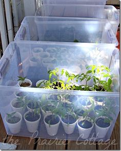 several plastic containers filled with plants on top of a wooden table