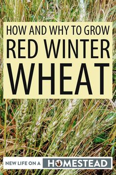 red winter wheat with text overlaying how and why to grow red winter wheat