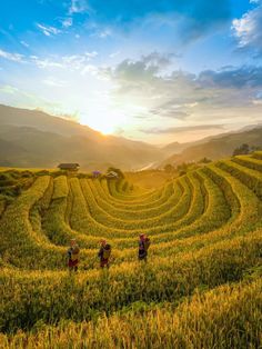 three people are walking through the middle of a large field with mountains in the background