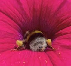 a bee sitting on top of a pink flower