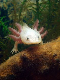 an animal that is sitting on top of a rock